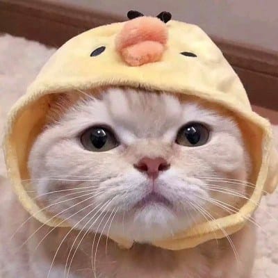 شاہد محمود avatar